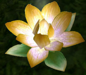 lotusjaune